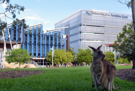 Känguru vor der University of the Sunshine Coast